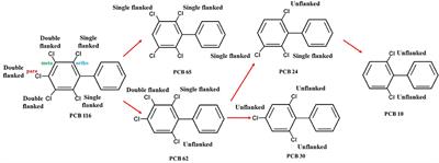 Remediation of <mark class="highlighted">Polychlorinated Biphenyls</mark> (PCBs) in Contaminated Soils and Sediment: State of Knowledge and Perspectives